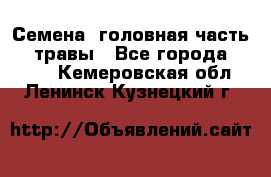 Семена (головная часть))) травы - Все города  »    . Кемеровская обл.,Ленинск-Кузнецкий г.